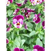 Viola Raspberry 6 Pack
