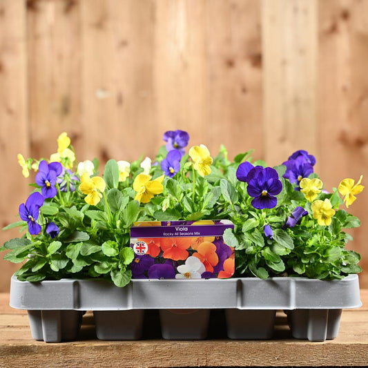 Viola Rocky All Seasons Mix 20 Pack