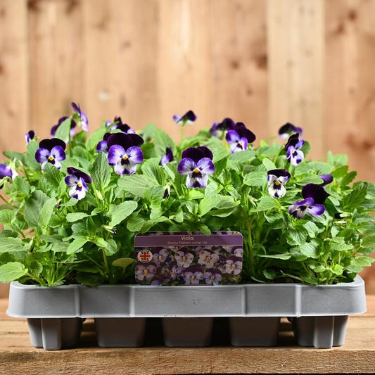 Viola Rocky Denim Jump Up 20 Pack