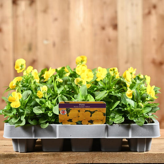 Viola Rocky Golden Yellow 20 Pack