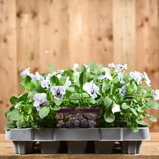 Viola Rocky Light Marina 20 Pack