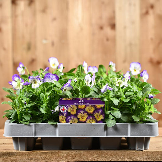 Viola Rocky Purple Picotee 20 Pack