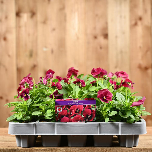 Viola Rocky Rose With Blotch 20 Pack
