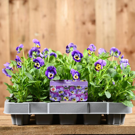 Viola Rocky Violet Blue 20 Pack