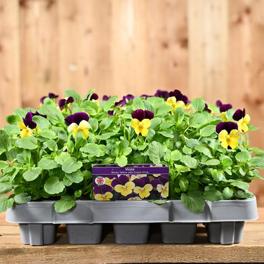 Viola Rocky Yellow With Purple Wing 20 Pack
