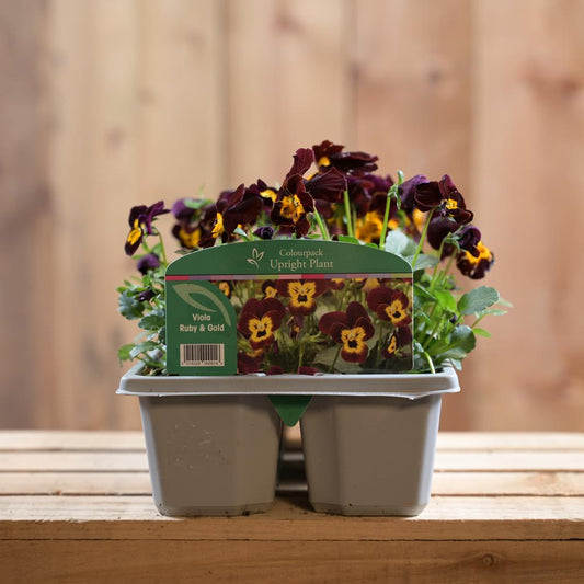 Viola Ruby Gold Babyface 6 Pac