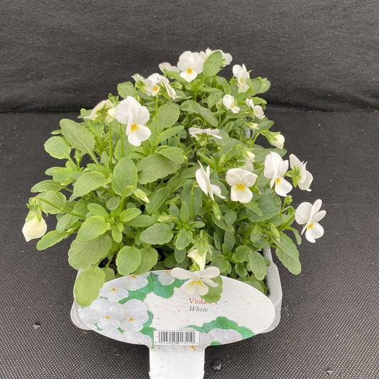 Viola White 6 Pack