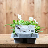 Viola White 6 Pack