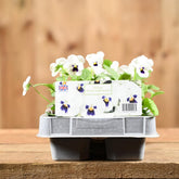 Viola White Babyface 6 Pack