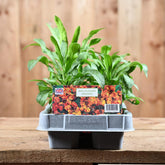 Wallflower Orange 6 Pack