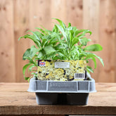 Wallflower Primrose 6 Pack