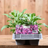 Wallflower Purple Bicolour 6 Pack