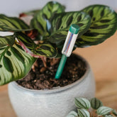 Westland Houseplant Watering Indicator