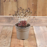 Weigela Flor. 'Alexandra' 3L