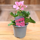 Zonal Geranium 10.5cm Pink