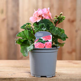 Zonal Geranium 10.5cm Salmon