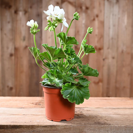 Zonal Geranium 10.5cm White