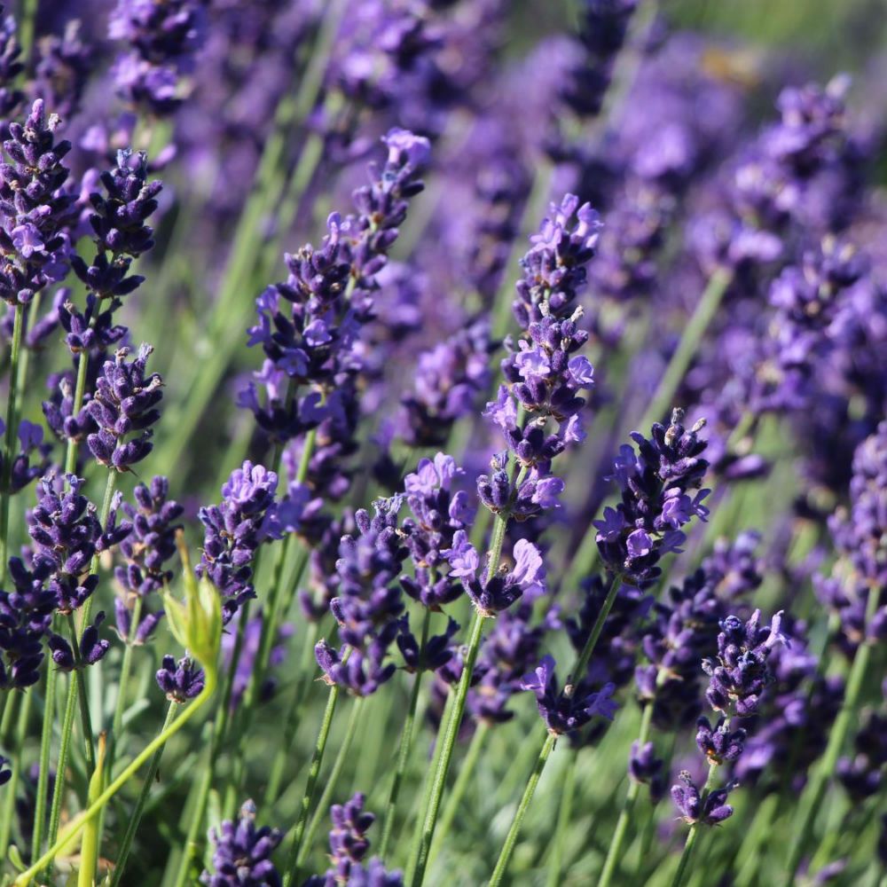 Lavandula Angustifolia Hidcote Cm Pot Hardy Plants Polhill Garden Centre