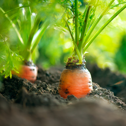 16 Things to Plant this February