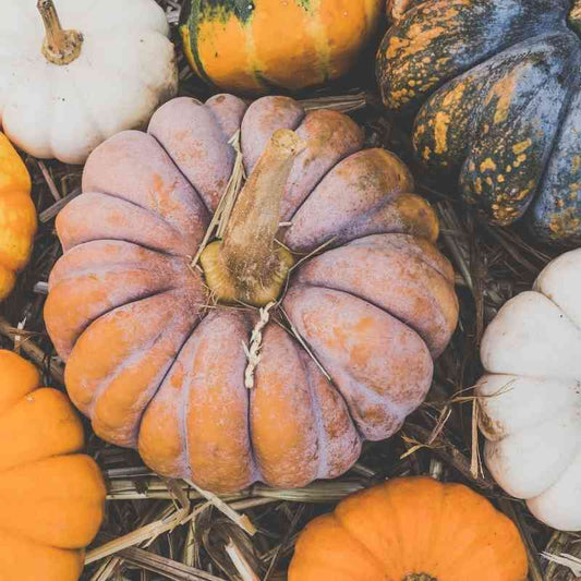 October Gardening Blog
