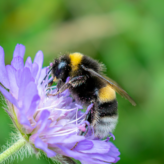 75% of Global Crops Depend on Bees
