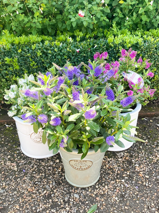 Gardening in September