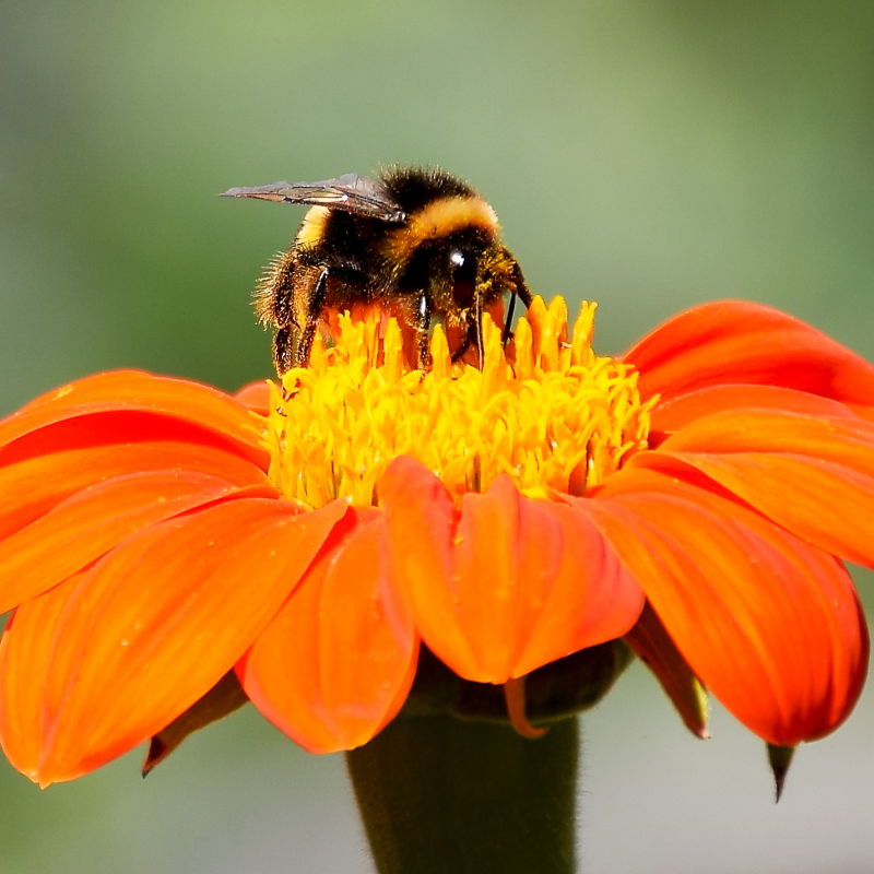 3 Ways to Encourage Children to Care For Bees