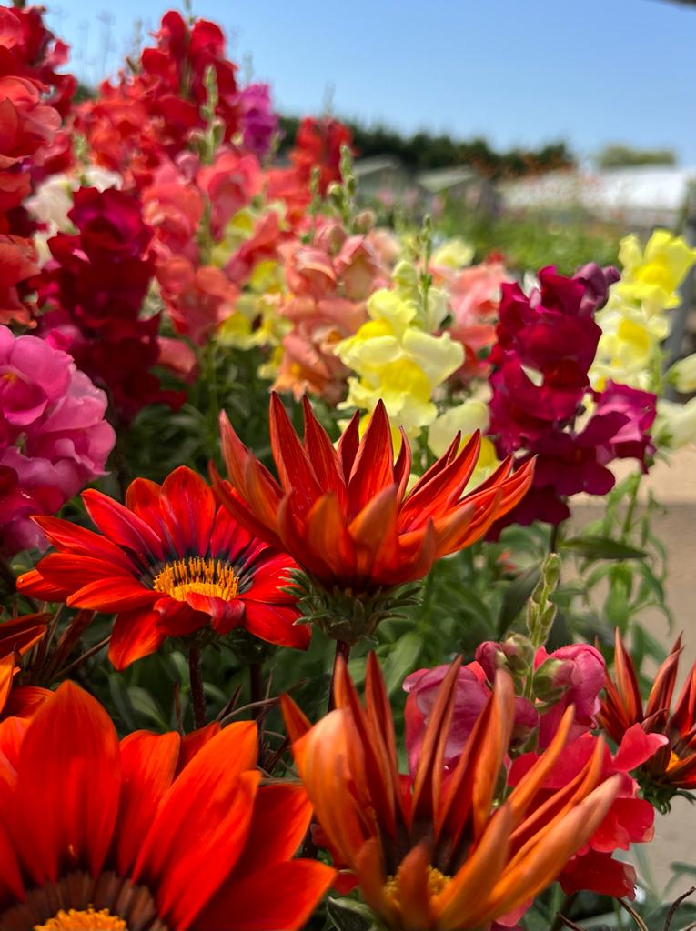August Gardening Blog