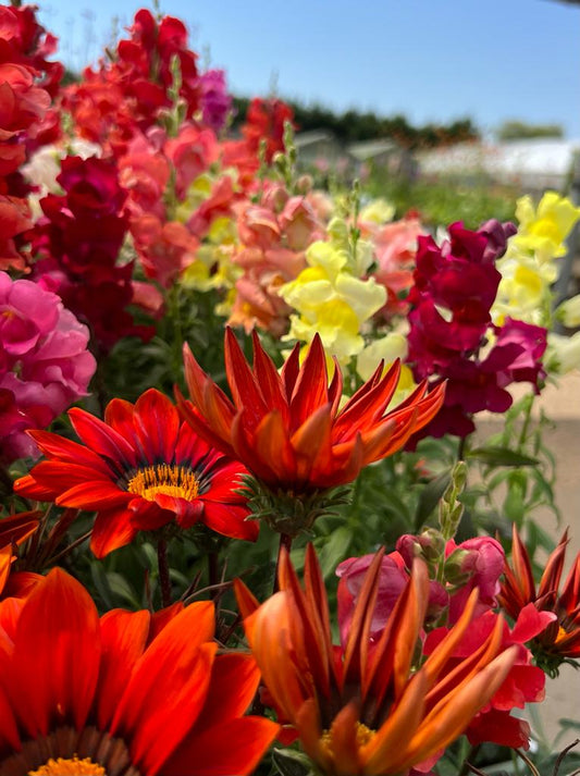 August Gardening Blog