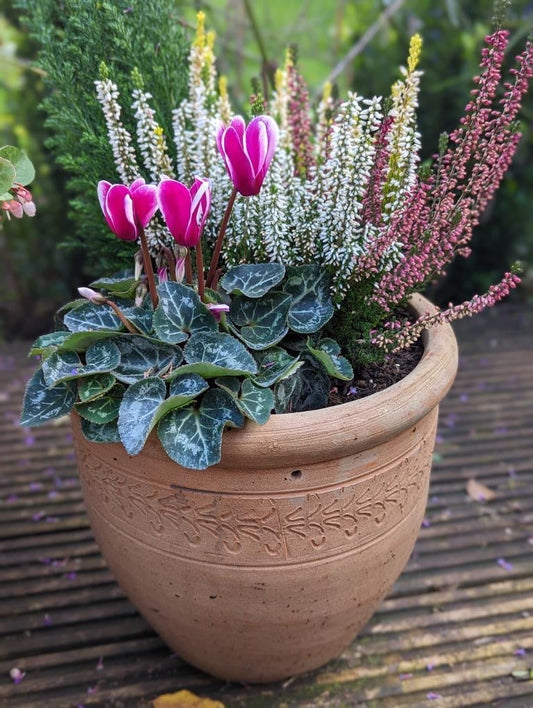 November Gardening Blog