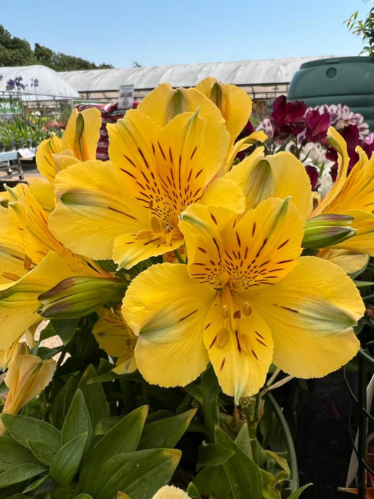 June Gardening Jobs
