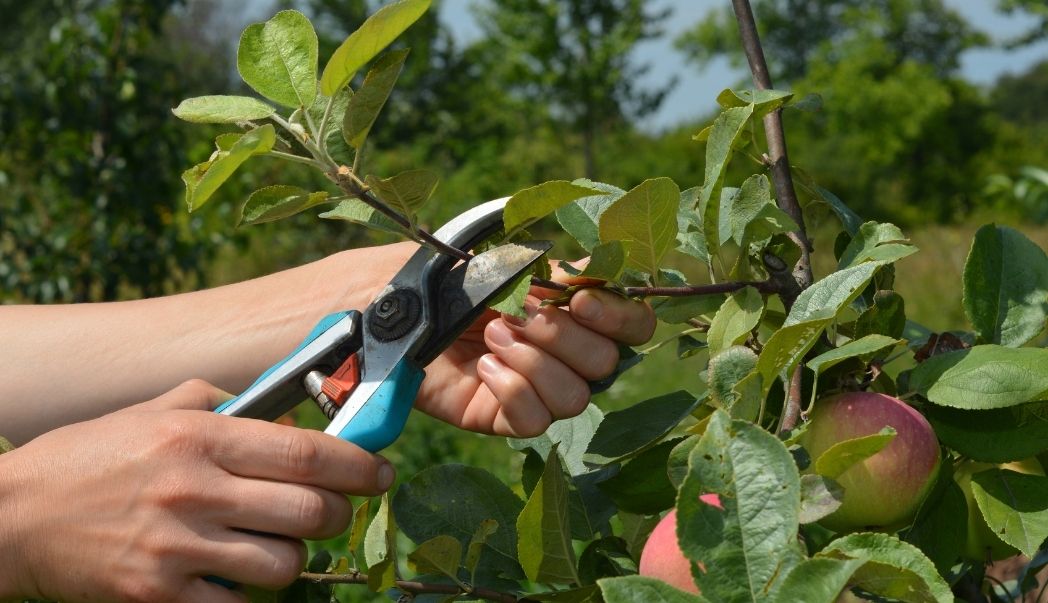 Pruning Fruit Trees: A Seasonal Guide for Healthy Growth