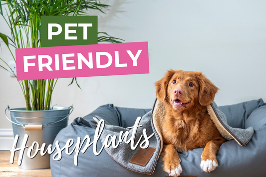 Pet-Friendly Houseplants: Bring Nature In Without Harming Your Furry Friends