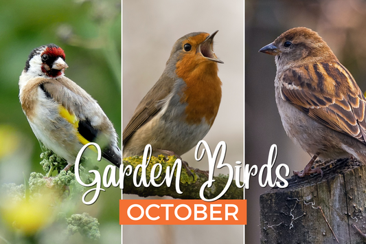 Discovering October Birds: A Guide to Garden Birdwatching and Bird Feed
