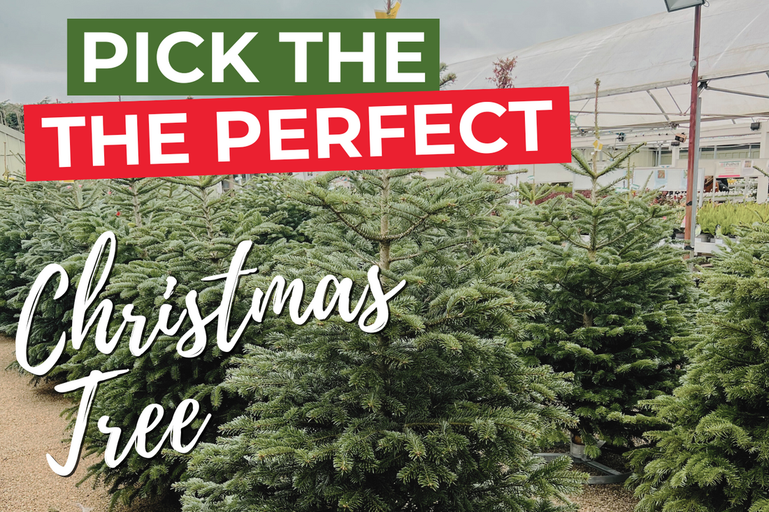 Unveiling the Magic of Real Christmas Trees