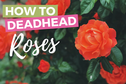 How to Deadhead Roses: A Guide to Longer Lasting Blooms and Garden Beauty
