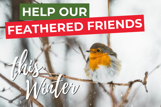 Nurturing Feathered Friends: Helping Birds Thrive in Winter