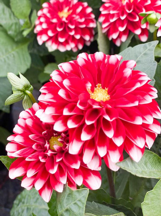Gardening in July