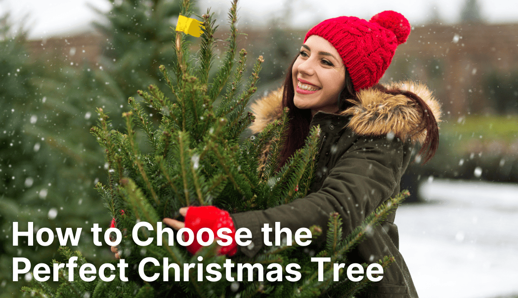 How to Choose the Perfect Christmas Tree