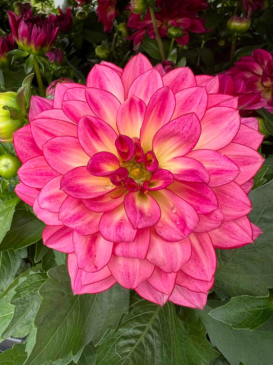 July Gardening Jobs