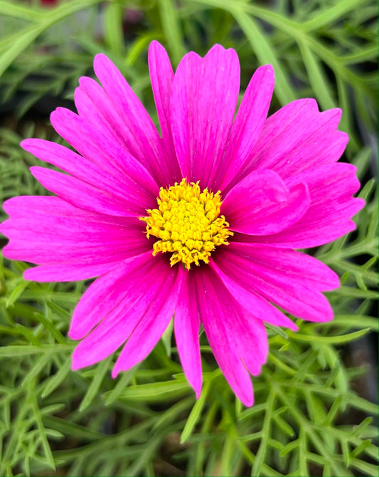 Gardening Mistakes to Avoid in Summer