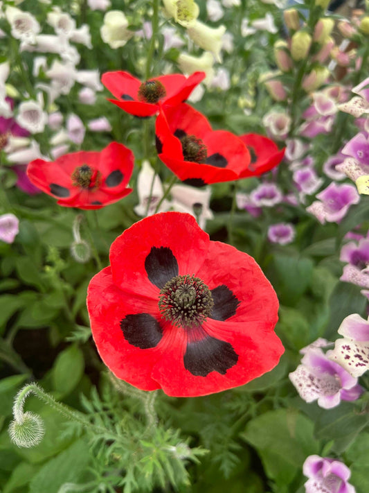 Chelsea Flower Show 2023