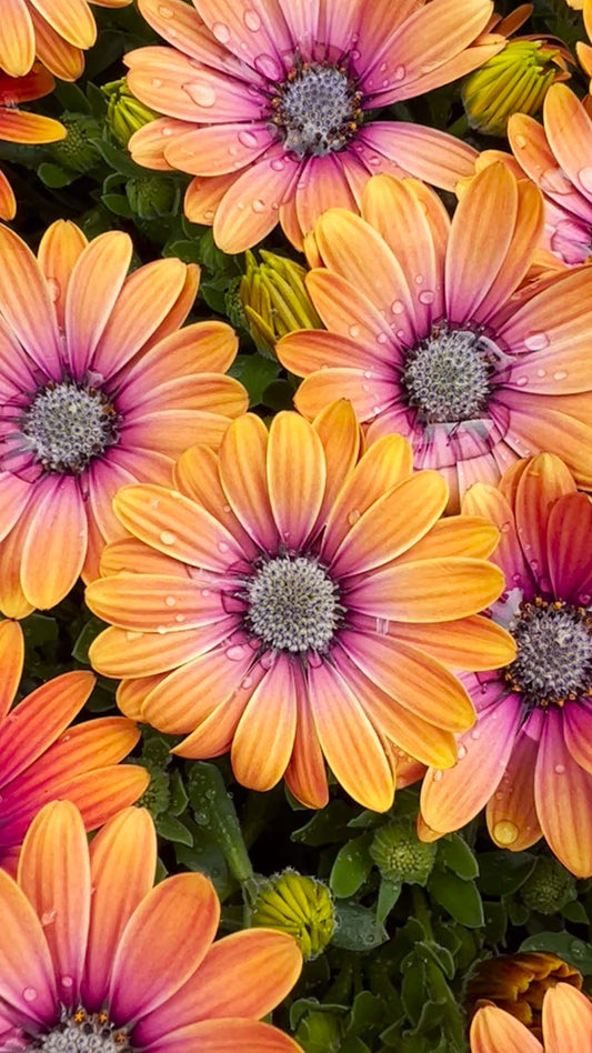 May Gardening