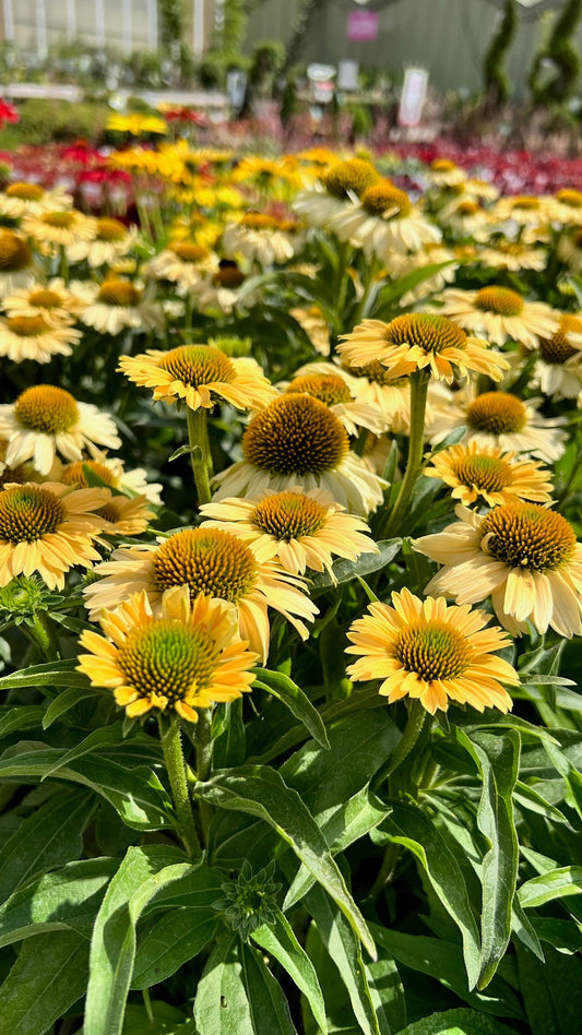 Top Gardening tips for August