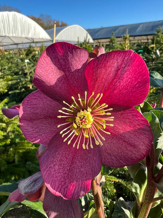 December Gardening Blog
