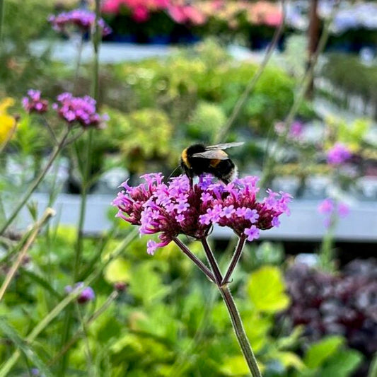 September Gardening Blog