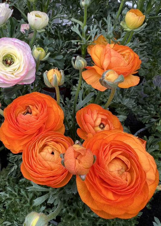 March Gardening Jobs