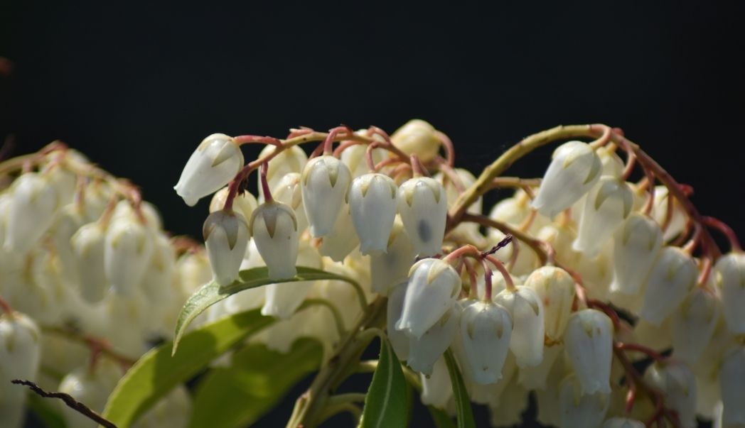 Leucothoe planting guide and care tips for shaded gardens