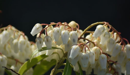 Leucothoe planting guide and care tips for shaded gardens
