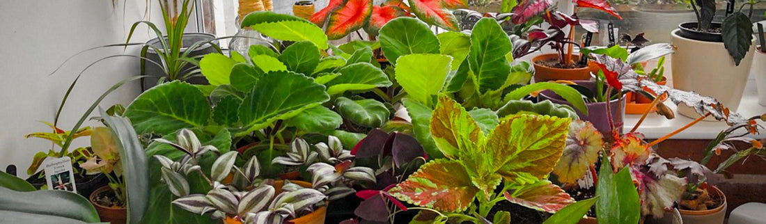 CURRENT POPULAR HOUSEPLANTS